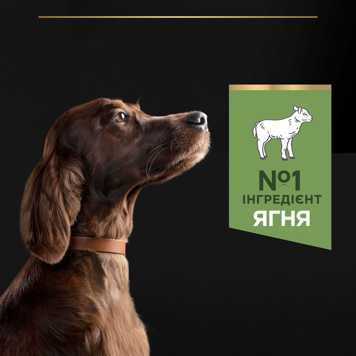 Сухой корм Purina Pro Plan Large Athletic для собак. Агнец. Большие породы с атлетическим телосложением 14 кг (7613035415591) 000073468 фото
